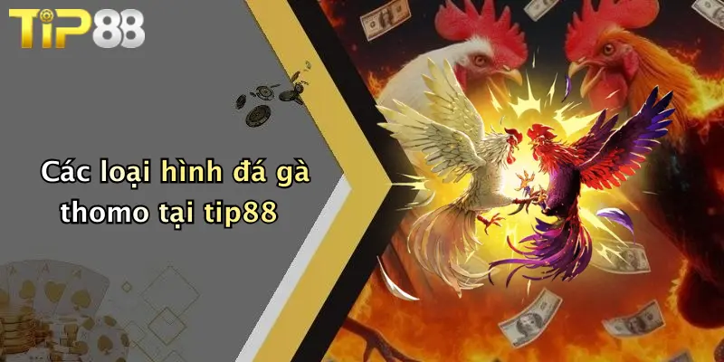 Các loại hình đá gà thomo tại tip88