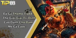 Đá Gà Thomo Tip88: Thế Giới Giải Trí Đỉnh Cao Dành Cho Đam Mê Cá Cược