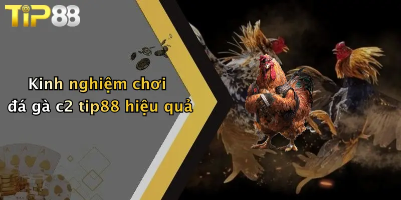 Kinh nghiệm chơi đá gà c2 tip88 hiệu quả