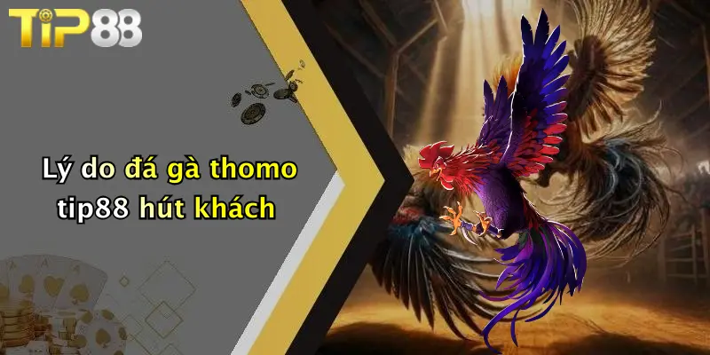 Lý do đá gà thomo tip88 hút khách